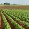 Campo de patatas