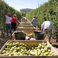 recoleccion-de-frutas