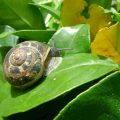 Caracoles cítricos. Foto Junta de Andalucía