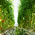 Aisle in hothouse dividing plantation of all year round grown tomatoes