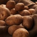 Rustic fresh unpeeled potatoes on a wooden desks