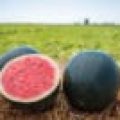 A few watermelons with cut one on the straw with the field background