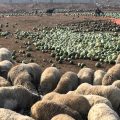 sandías para las ovejas por precio ruinoso