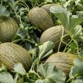 semillas-fito-melon-Callejon-1