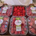 surberry