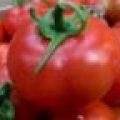 tomate canario