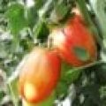 tomate