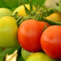Tomate de Marruecos importaciones a España