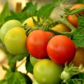 tomates-marruecos