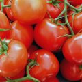 tomates-web