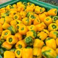 trulli f1 sakata pimiento amarillo