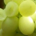 uvas apirenas