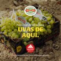 uvas vinalopo