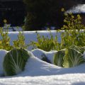 vegetables-2758670_1920